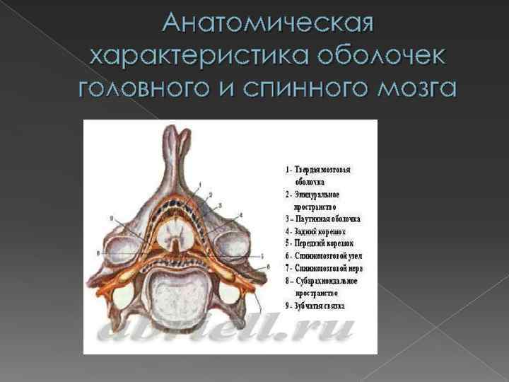 Анатомическая характеристика оболочек головного и спинного мозга 