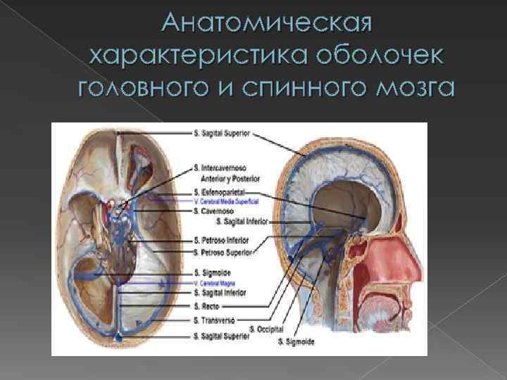 Анатомическая характеристика оболочек головного и спинного мозга 