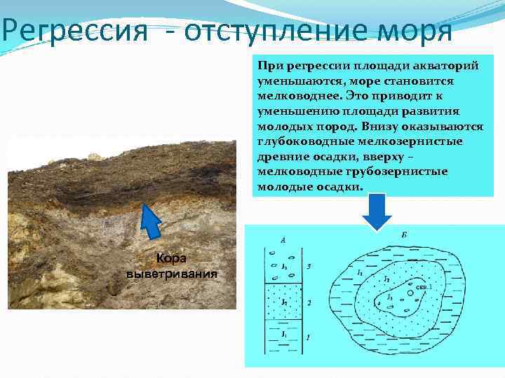 Регрессия - отступление моря При регрессии площади акваторий уменьшаются, море становится мелководнее. Это приводит