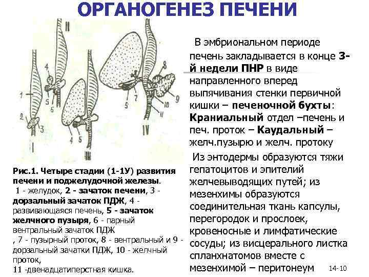 ОРГАНОГЕНЕЗ ПЕЧЕНИ n n Рис. 1. Четыре стадии (1 -1 У) развития печени и