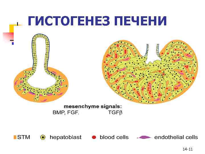 ГИСТОГЕНЕЗ ПЕЧЕНИ 14 -11 