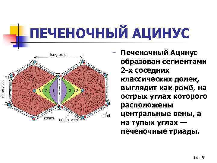 Схема строение дольки печени