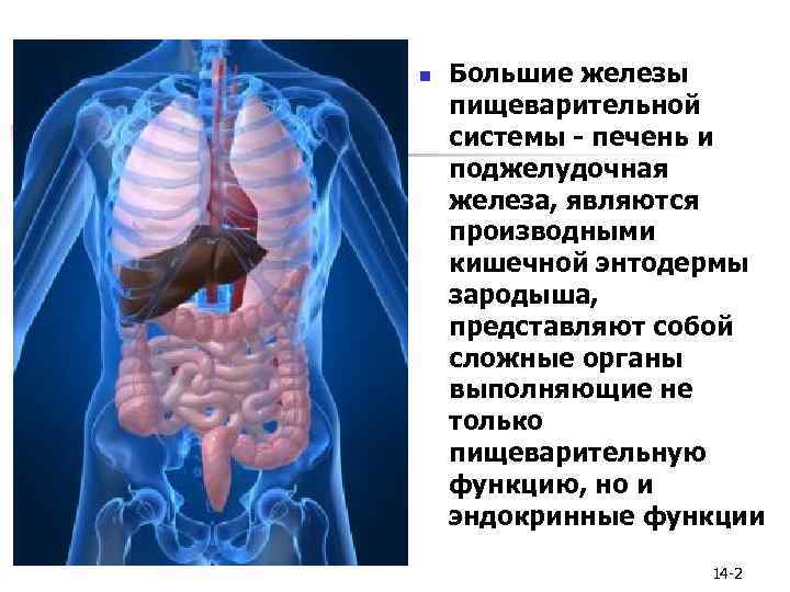 n Большие железы пищеварительной системы - печень и поджелудочная железа, являются производными кишечной энтодермы