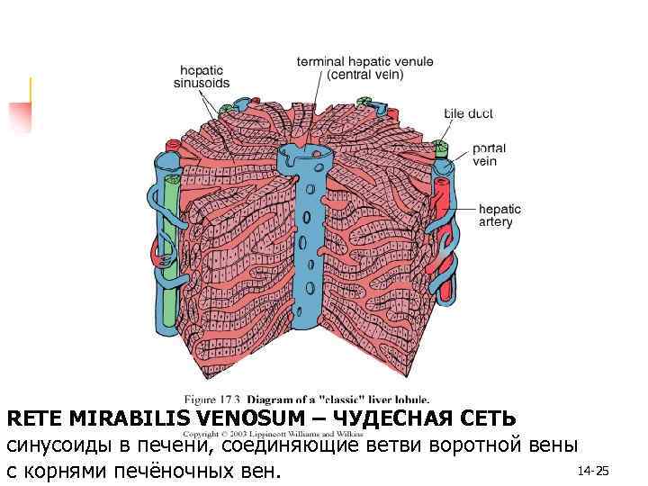 RETE MIRABILIS VENOSUM – ЧУДЕСНАЯ СЕТЬ синусоиды в печени, соединяющие ветви воротной вены 14