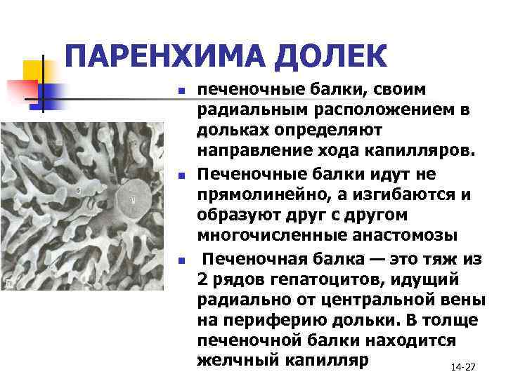 ПАРЕНХИМА ДОЛЕК n n n печеночные балки, своим радиальным расположением в дольках определяют направление