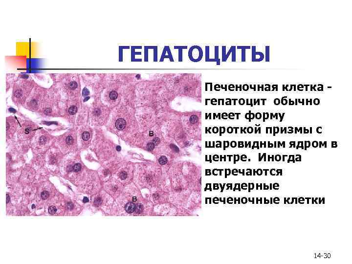 ГЕПАТОЦИТЫ n Печеночная клетка гепатоцит обычно имеет форму короткой призмы с шаровидным ядром в