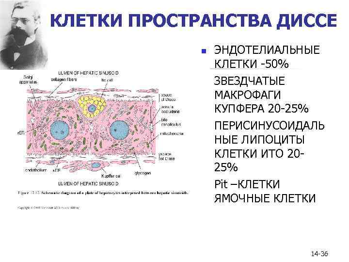 КЛЕТКИ ПРОСТРАНСТВА ДИССЕ n n ЭНДОТЕЛИАЛЬНЫЕ КЛЕТКИ -50% ЗВЕЗДЧАТЫЕ МАКРОФАГИ КУПФЕРА 20 -25% ПЕРИСИНУСОИДАЛЬ