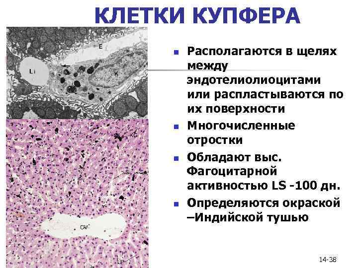 КЛЕТКИ КУПФЕРА n n Располагаются в щелях между эндотелиолиоцитами или распластываются по их поверхности