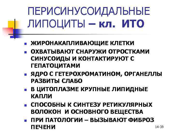 ПЕРИСИНУСОИДАЛЬНЫЕ ЛИПОЦИТЫ – кл. ИТО n n n ЖИРОНАКАПЛИВАЮЩИЕ КЛЕТКИ ОХВАТЫВАЮТ СНАРУЖИ ОТРОСТКАМИ СИНУСОИДЫ