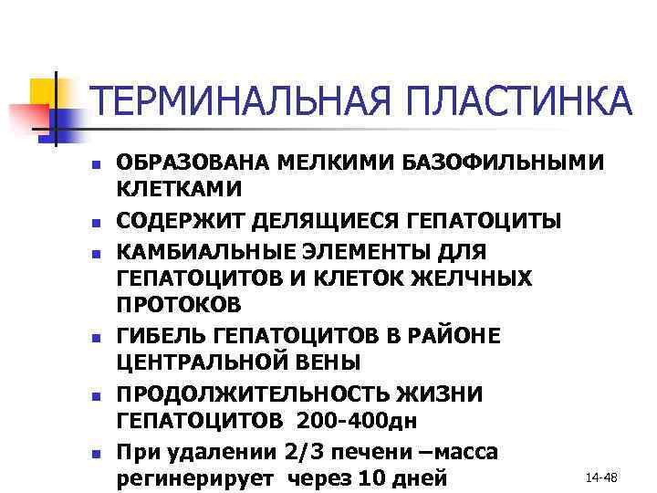 ТЕРМИНАЛЬНАЯ ПЛАСТИНКА n n n ОБРАЗОВАНА МЕЛКИМИ БАЗОФИЛЬНЫМИ КЛЕТКАМИ СОДЕРЖИТ ДЕЛЯЩИЕСЯ ГЕПАТОЦИТЫ КАМБИАЛЬНЫЕ ЭЛЕМЕНТЫ