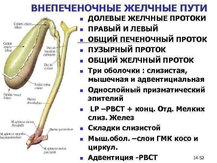 Схема желчных путей