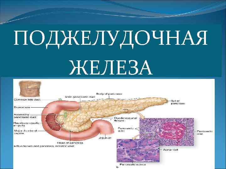 ПОДЖЕЛУДОЧНАЯ ЖЕЛЕЗА 55 
