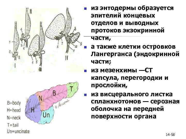 n n из энтодермы образуется эпителий концевых отделов и выводных протоков экзокринной части, а