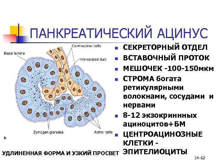 Эпителий печени и поджелудочной железы. Строение ацинуса поджелудочной железы гистология. Строение ацинусов поджелудочной железы. Ацинус поджелудочной железы строение. Схема строения ацинуса поджелудочной железы.