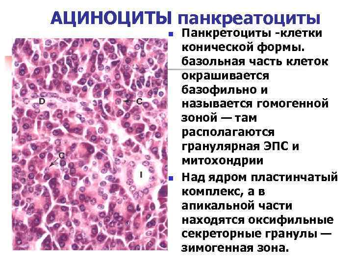 АЦИНОЦИТЫ панкреатоциты n n Панкретоциты -клетки конической формы. базольная часть клеток окрашивается базофильно и