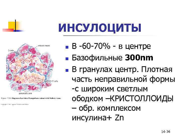 ИНСУЛОЦИТЫ n n n В -60 -70% - в центре Базофильные 300 nm В