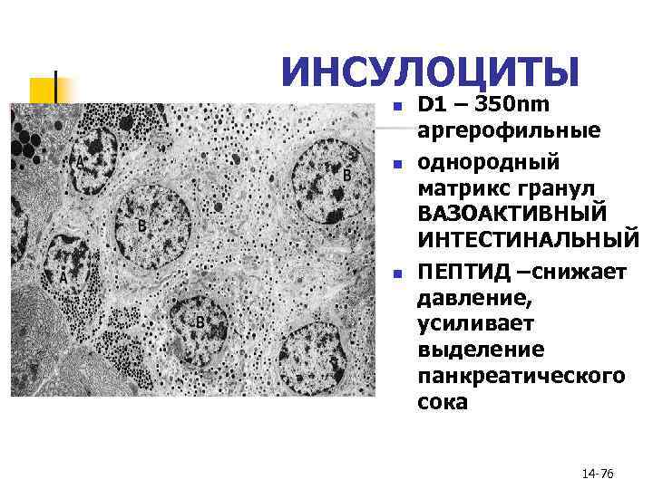 ИНСУЛОЦИТЫ n n n D 1 – 350 nm аргерофильные однородный матрикс гранул ВАЗОАКТИВНЫЙ