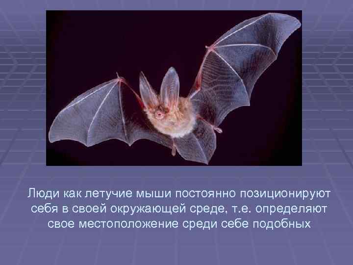 Люди как летучие мыши постоянно позиционируют себя в своей окружающей среде, т. е. определяют
