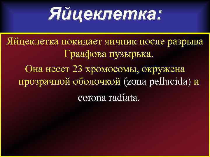 Яйцеклетка: Яйцеклетка покидает яичник после разрыва Граафова пузырька. Она несет 23 хромосомы, окружена прозрачной