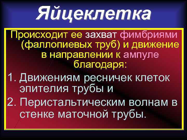 Яйцеклетка Происходит ее захват фимбриями (фаллопиевых труб) и движение в направлении к ампуле благодаря: