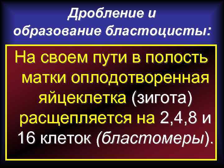 Дробление и образование бластоцисты: На своем пути в полость матки оплодотворенная яйцеклетка (зигота) расщепляется