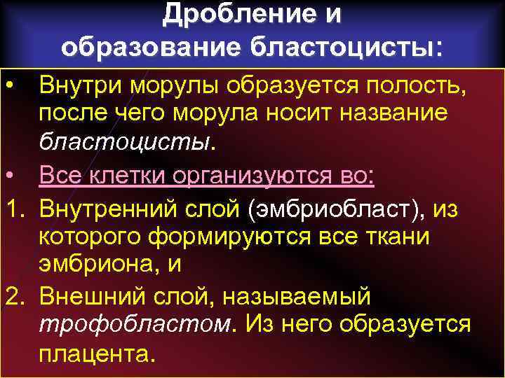 Дробление и образование бластоцисты: • Внутри морулы образуется полость, после чего морула носит название