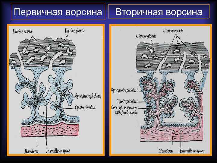 Первичная ворсина Вторичная ворсина 