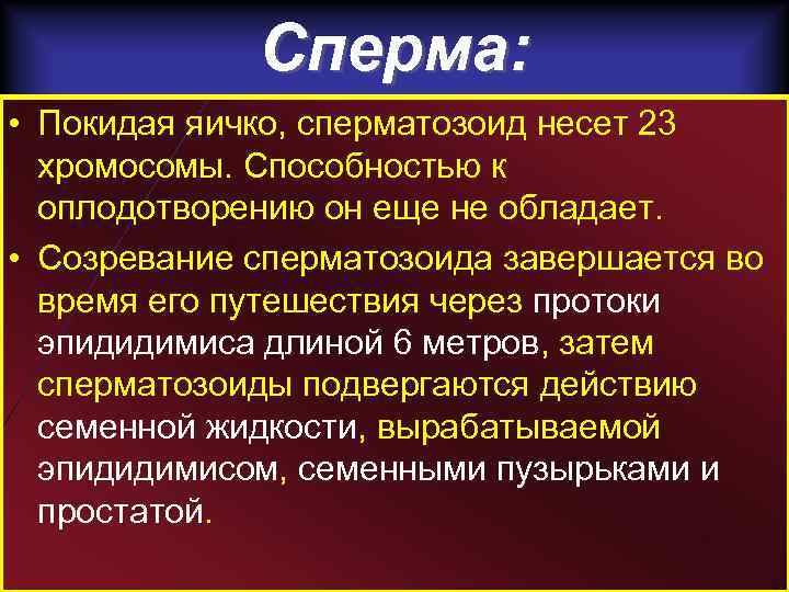 Сперма: • Покидая яичко, сперматозоид несет 23 хромосомы. Способностью к оплодотворению он еще не