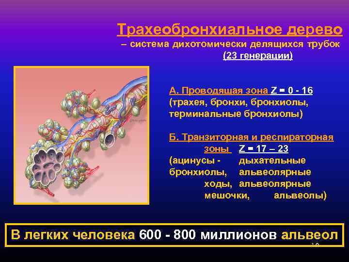 Трахеобронхиальное дерево – система дихотомически делящихся трубок (23 генерации) А. Проводящая зона Z =