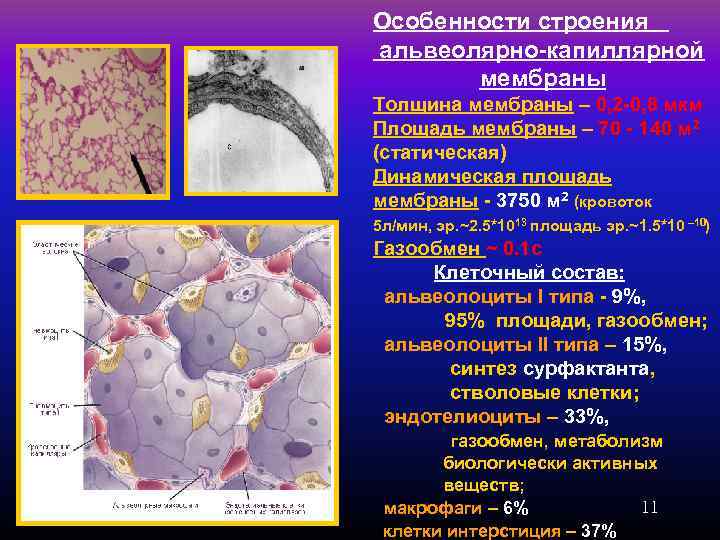 Особенности строения альвеолярно-капиллярной мембраны Толщина мембраны – 0, 2 -0, 8 мкм Площадь мембраны