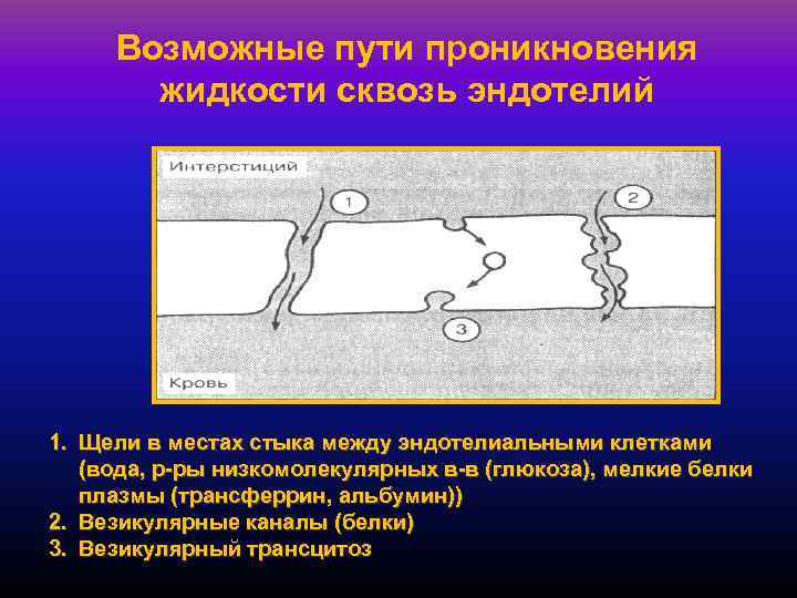 Возможные пути проникновения жидкости сквозь эндотелий 1. Щели в местах стыка между эндотелиальными клетками