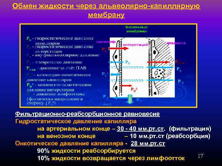 Обмен жидкости через альвеолярно-капиллярную мембрану Фильтрационно-реабсорбционное равновесие Гидростатическое давление капилляра на артериальном конце –