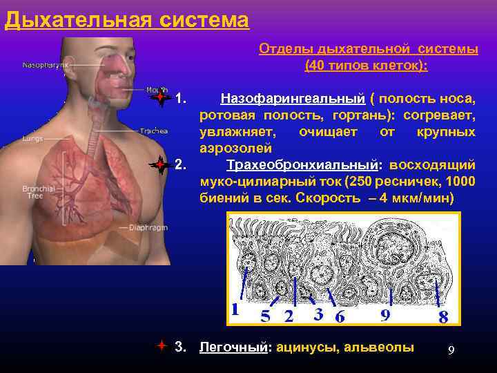 Дыхательная система Отделы дыхательной системы (40 типов клеток): 1. Назофарингеальный ( полость носа, ротовая