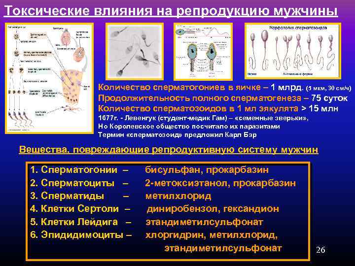 Токсические влияния на репродукцию мужчины Количество сперматогониев в яичке – 1 млрд. (5 мкм,