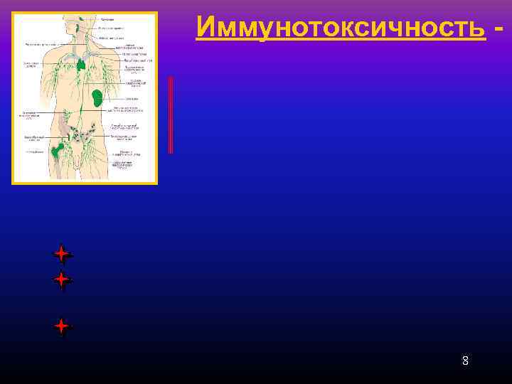 Иммунотоксичность - 8 