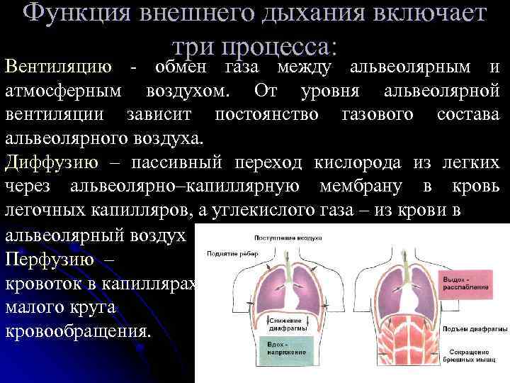 Функция внешнего дыхания включает три процесса: Вентиляцию - обмен газа между альвеолярным и атмосферным