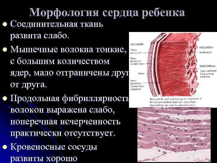 Ткани сердца. Морфология мышечной ткани. Морфология сердечной ткани. Соединительная ткань сердца. Морфология сердца кратко.