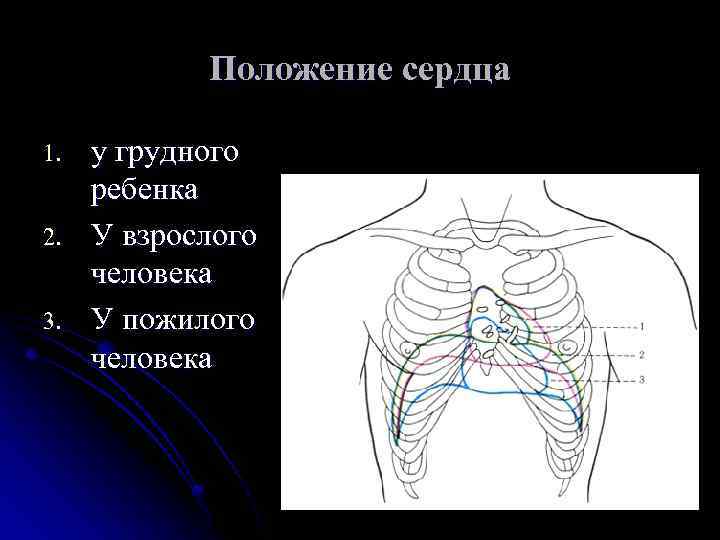 Положение сердца в теле. Положение сердца у взрослого человека. Положение сердца в грудной. Сердце положение сердца.