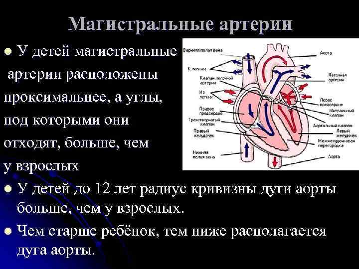 Магистральные сосуды это. Магистральные сосуды. Немагистральные артерии. Магистсротыне артерии. Основные магистральные сосуды.