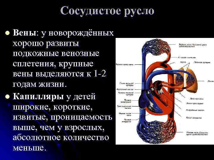 Сосудистое русло. Вены у детей особенности. Крупные венозные сплетения.