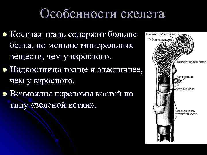 Особенности скелета Костная ткань содержит больше белка, но меньше минеральных веществ, чем у взрослого.