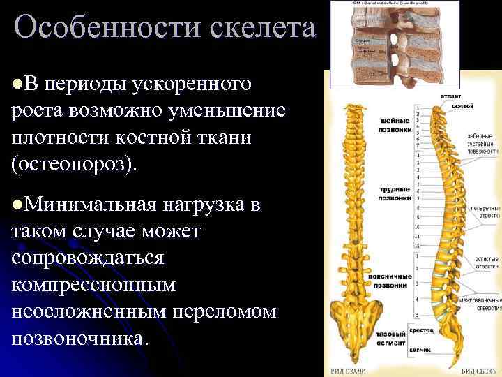 Особенности скелета l. В периоды ускоренного роста возможно уменьшение плотности костной ткани (остеопороз). l.