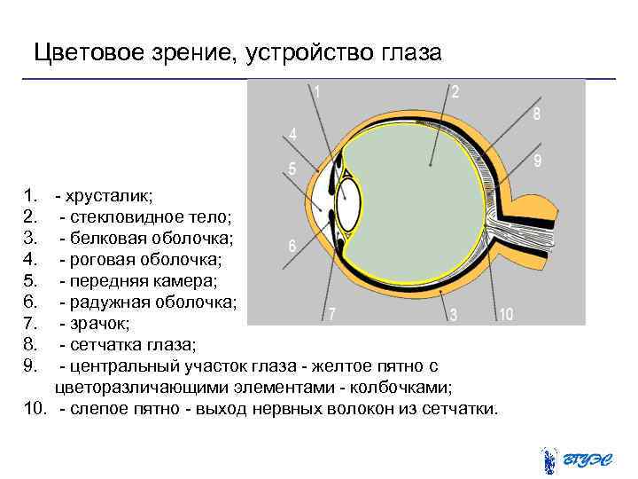 Цветовое зрение, устройство глаза 1. - хрусталик; 2. - стекловидное тело; 3. - белковая