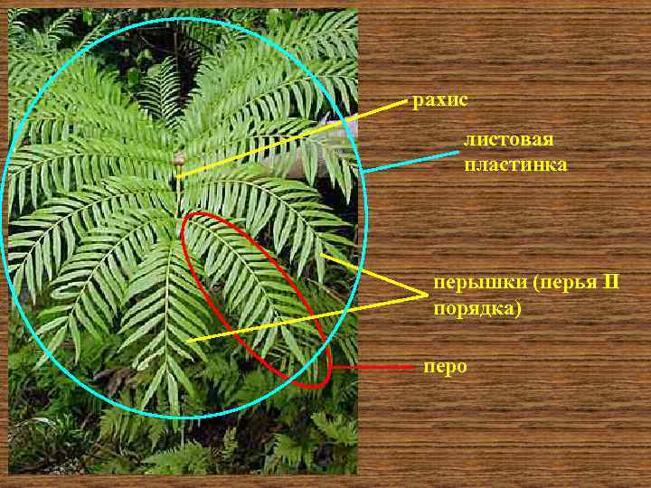 рахис листовая пластинка перышки (перья II порядка) перо 