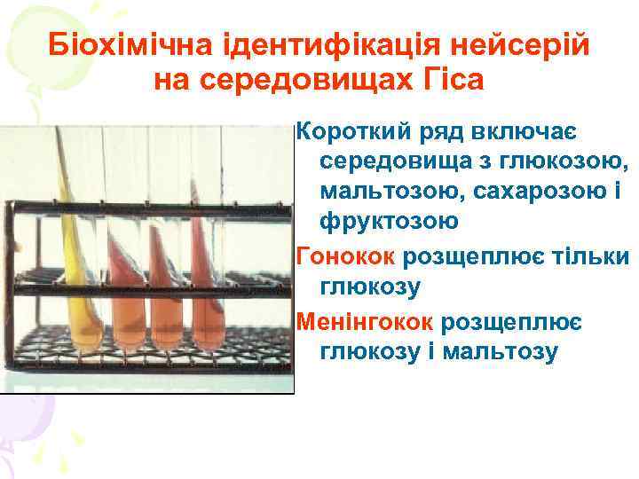 Біохімічна ідентифікація нейсерій на середовищах Гіса Короткий ряд включає середовища з глюкозою, мальтозою, сахарозою