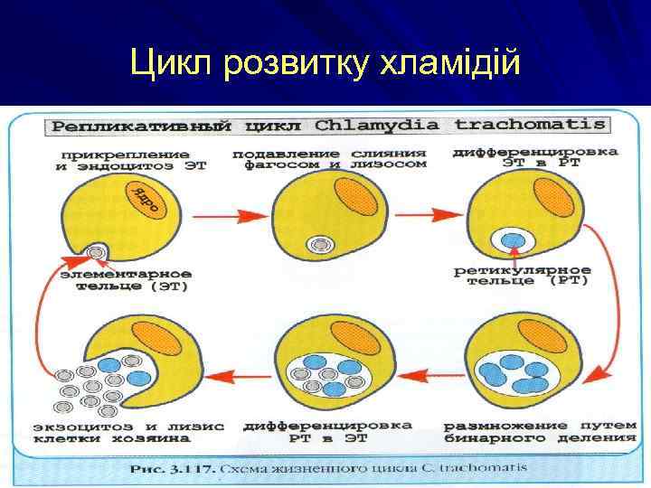 Цикл розвитку хламідій 