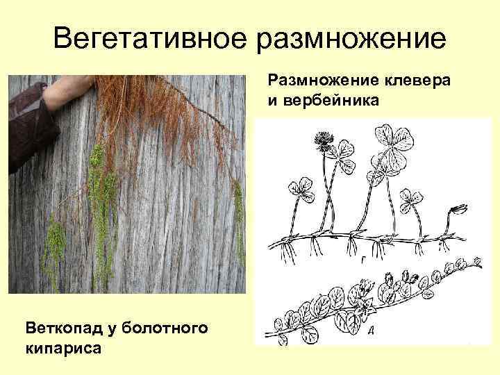  Вегетативное размножение Размножение клевера и вербейника Веткопад у болотного кипариса 