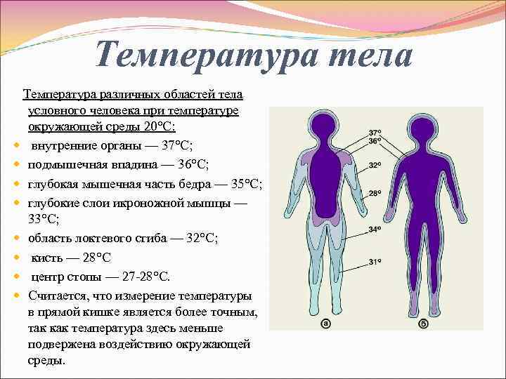 Температура тела Температура различных областей тела условного человека при температуре окружающей среды 20°С: внутренние