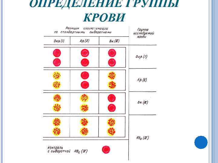 ОПРЕДЕЛЕНИЕ ГРУППЫ КРОВИ 