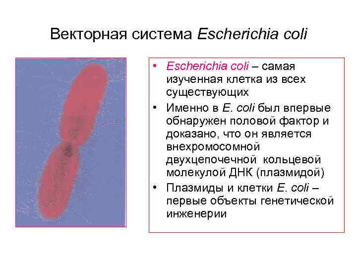Escherichia coli antibioticos recomendados